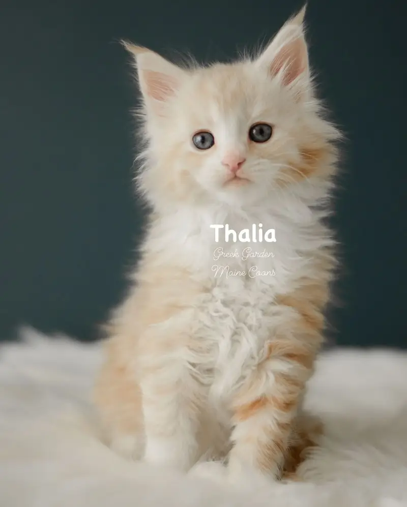 Kittens 35 Greek Garden Thalia 6 Weeks Old Red Silver Classic Tabby Bicolor Girl