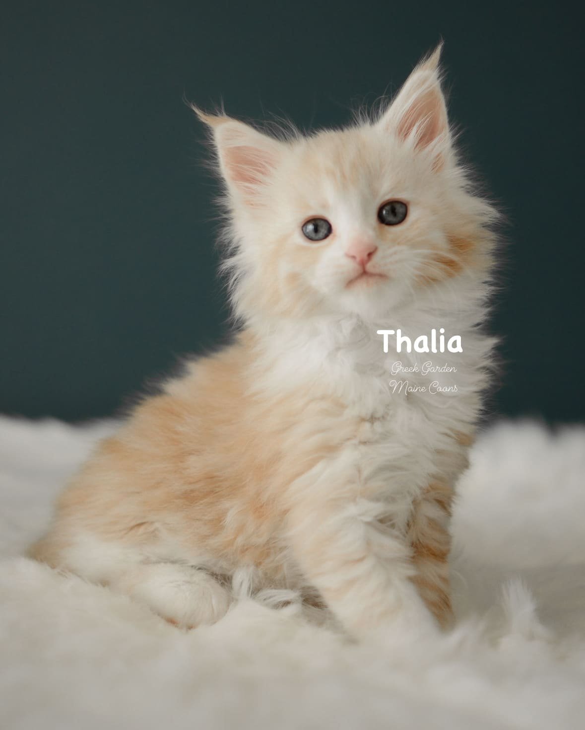 Kittens 36 Greek Garden Thalia 6 Weeks Old Red Silver Classic Tabby Bicolor Girl