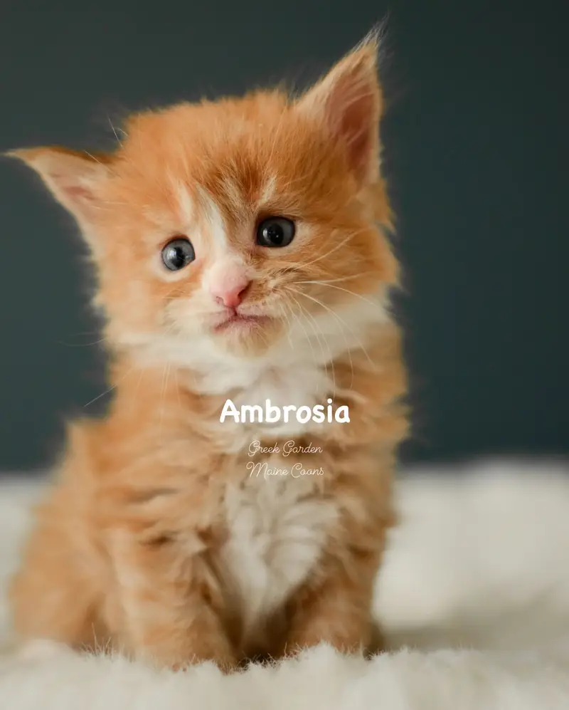 Kittens 2 Greek Garden Ambrosia 4 Weeks