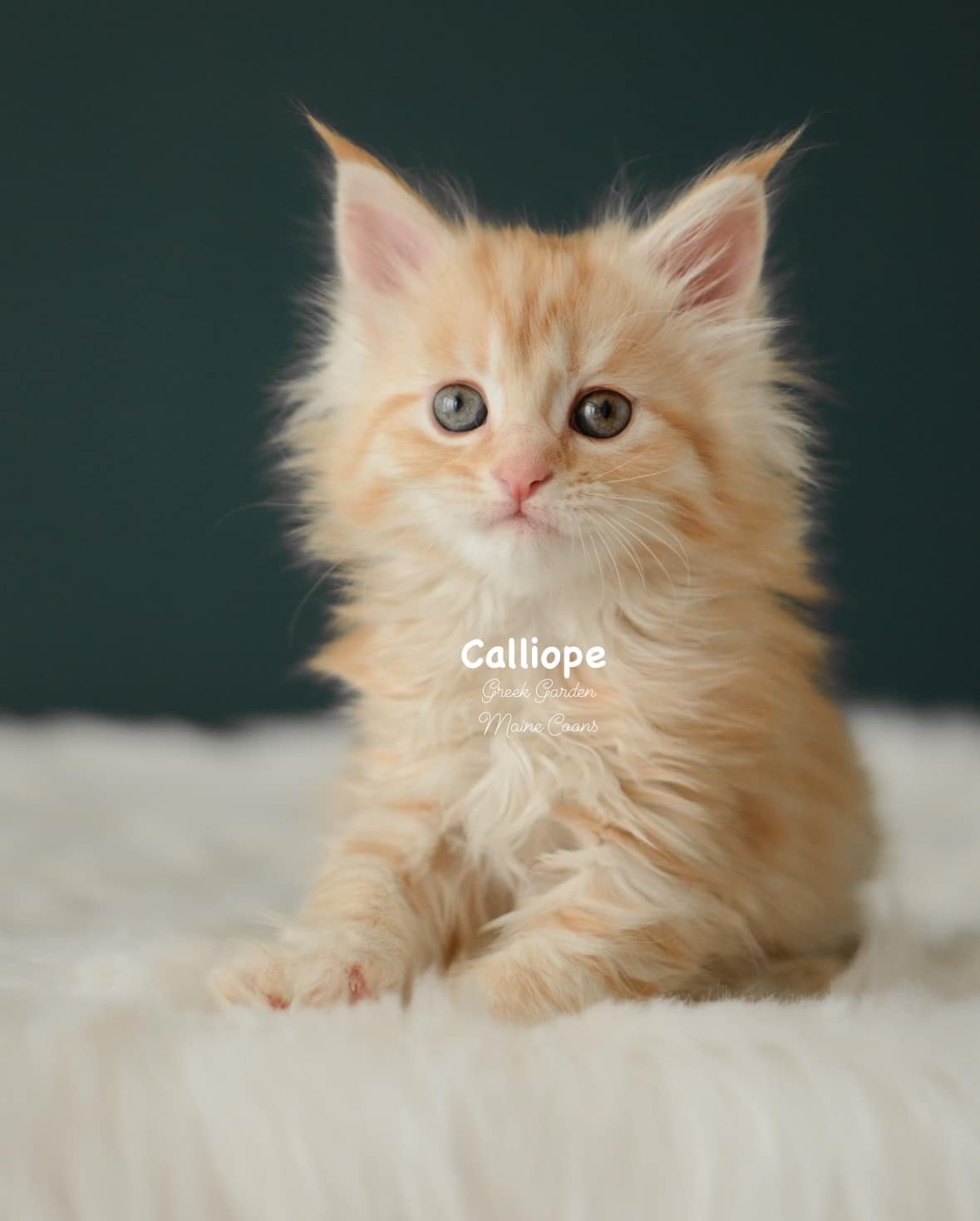 Kitten Application 5 Greek Garden Calliope 6 Weeks Old Red Silver Mackerel Tabby Patty Paw Polydactyl Girl