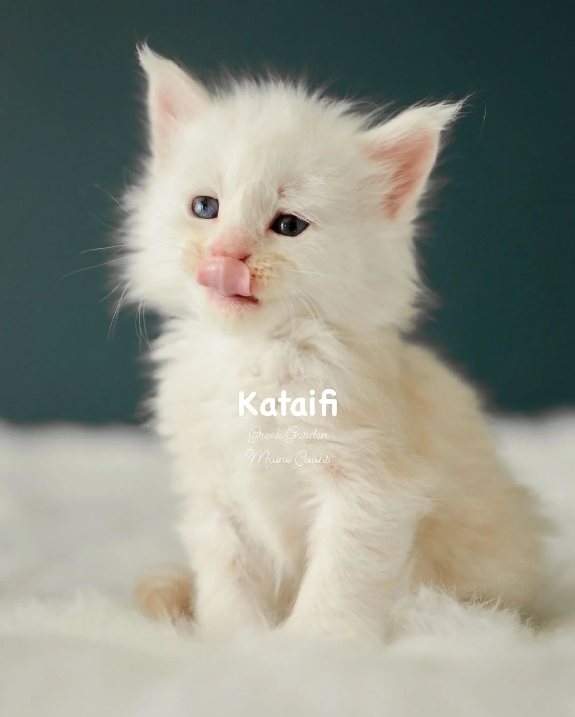 Kittens 7 Greek Garden Kataifi 4 Weeks