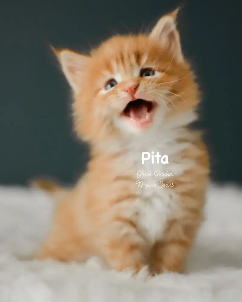 Kittens 13 Greek Garden Pita 4 Weeks