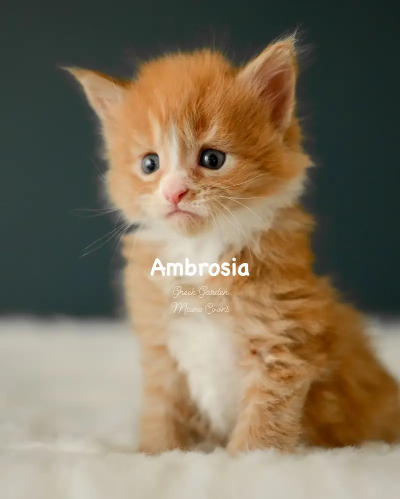 Kittens 1 Greek Garden Ambrosia 4 Weeks