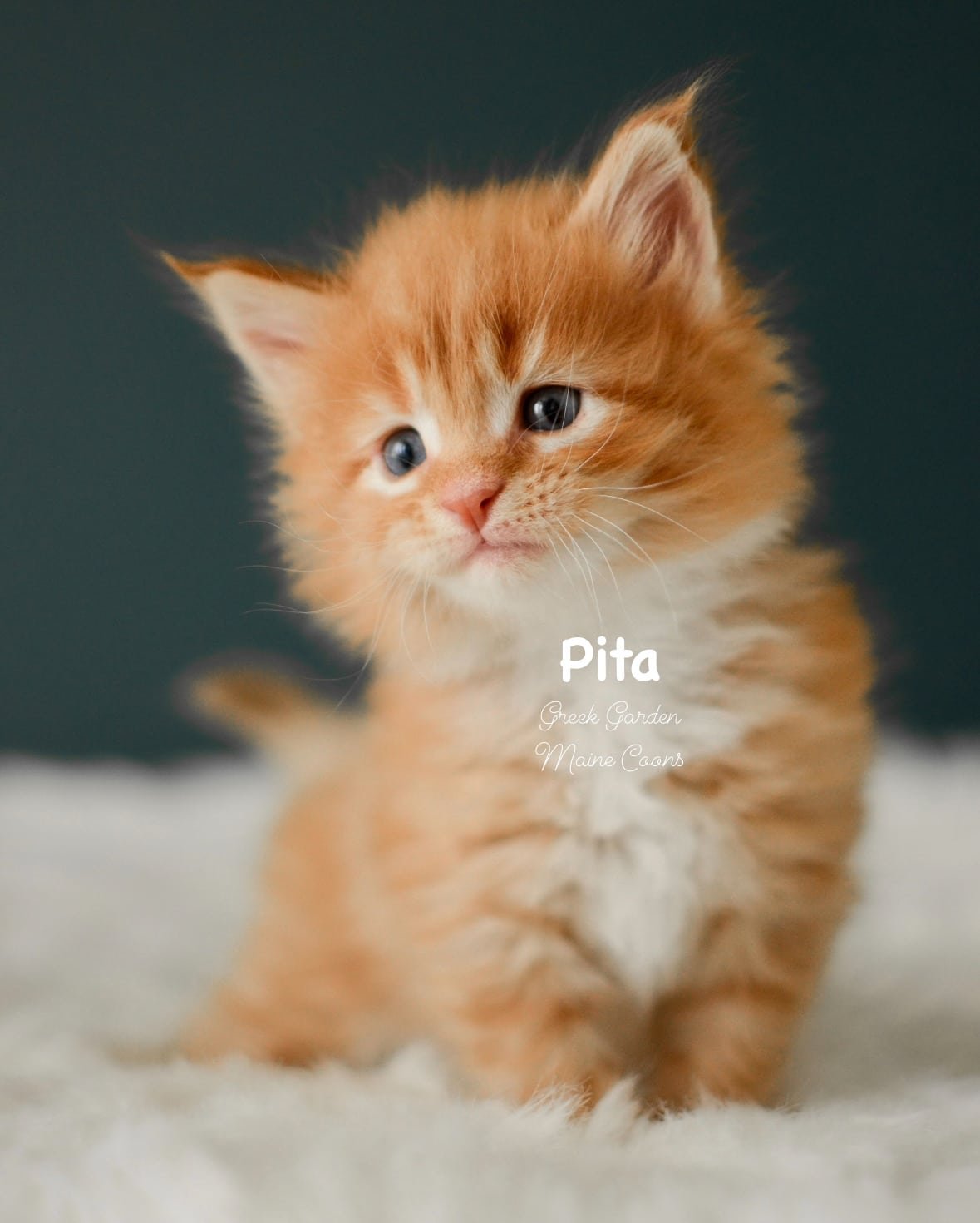 Kittens 12 Greek Garden Pita 4 Weeks