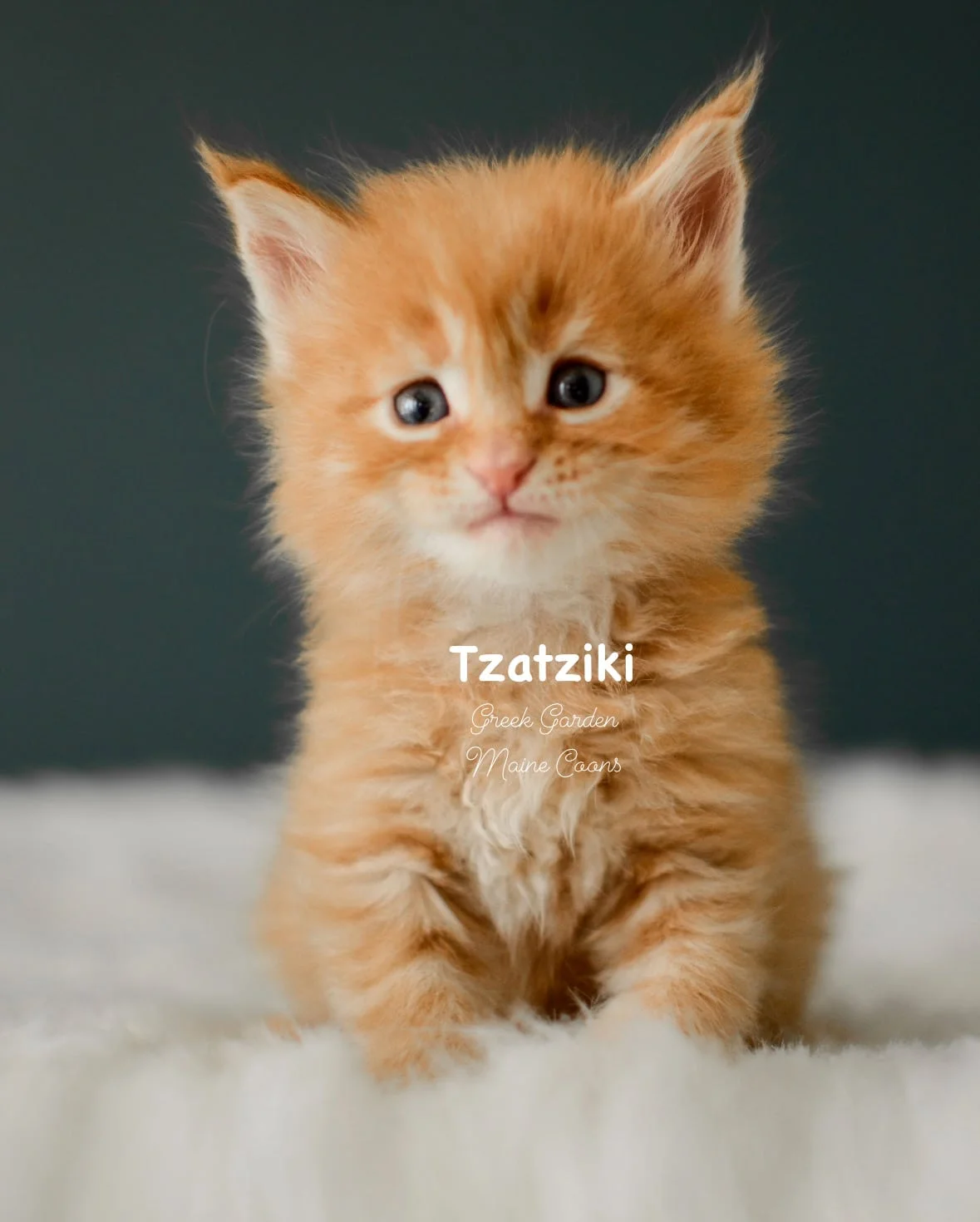 Kittens 14 Greek Garden Tzatziki 4 Weeks