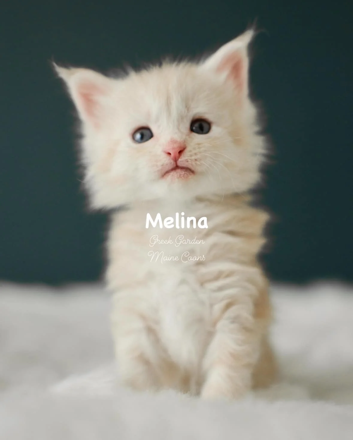 Kittens 9 Greek Garden Melina 4 Weeks