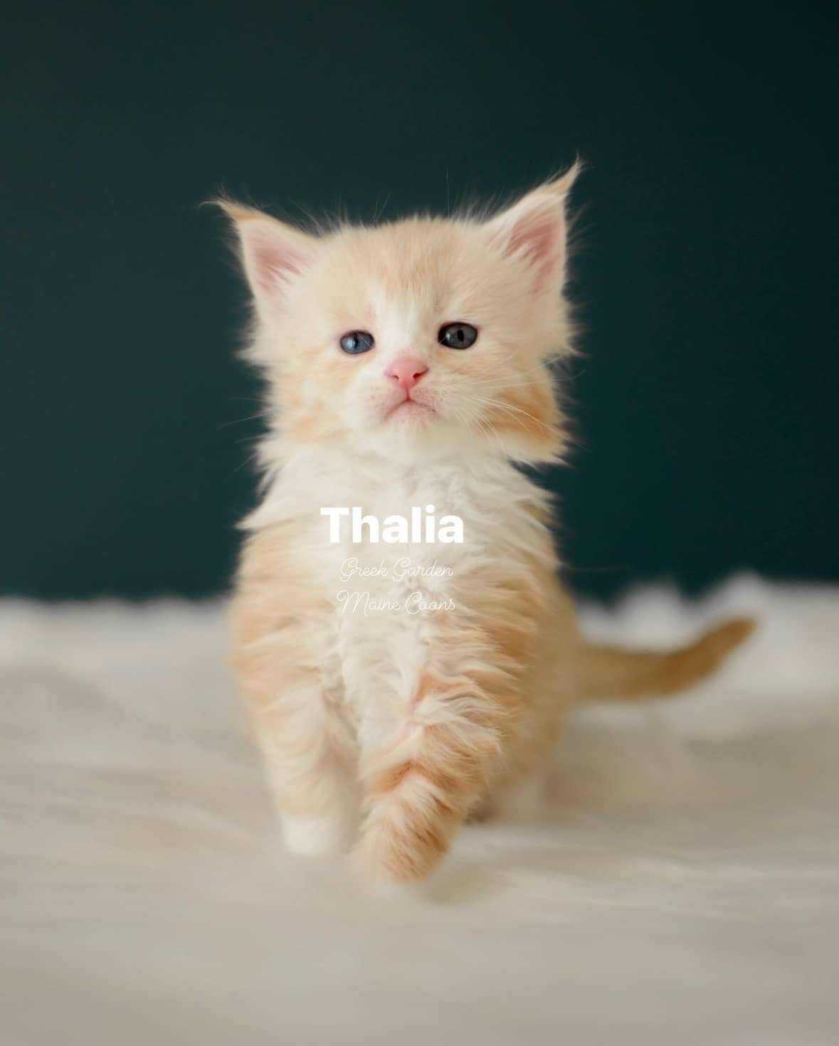 Kitten Application 28 Greek Garden Thalia 4 Weeks Old Red Silver Classic Tabby Bicolor Girl