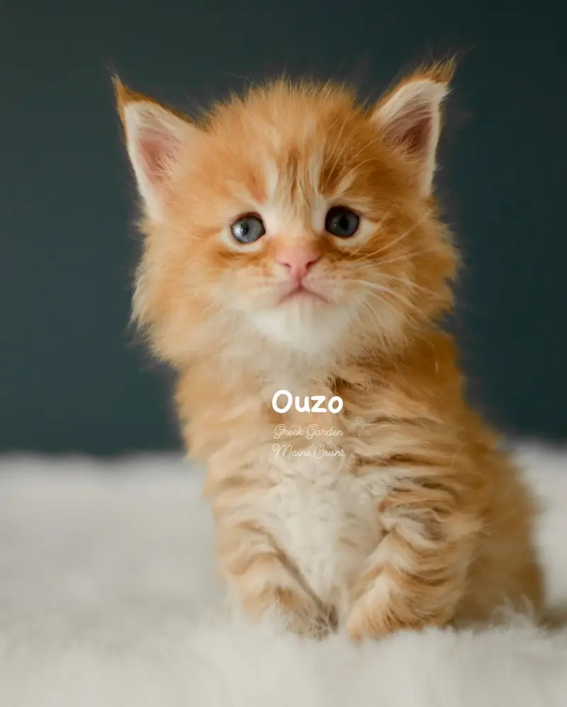 Kittens 10 Greek Garden Ouzo 4 Weeks