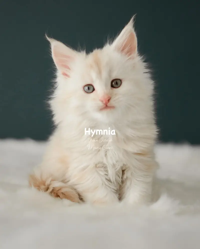 Kittens 26 Greek Garden Hymnia 6 Weeks Old Red Silver Mackerel Tabby Patty Paw Polydactyl Girl