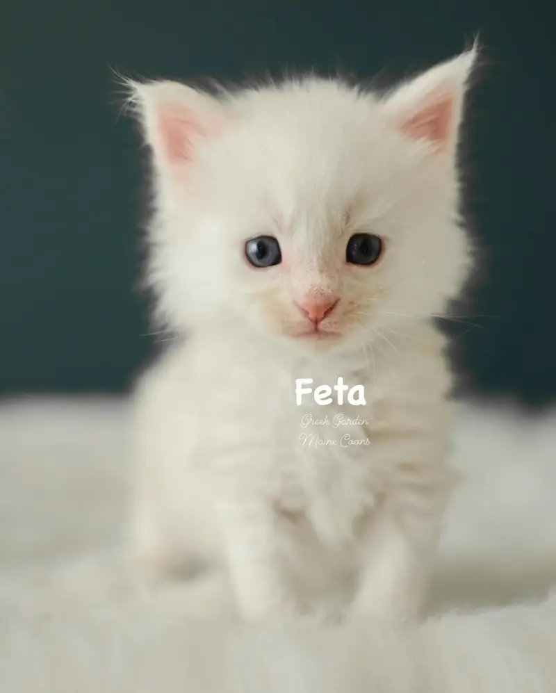 Kittens 5 Greek Garden Feta 4 Weeks