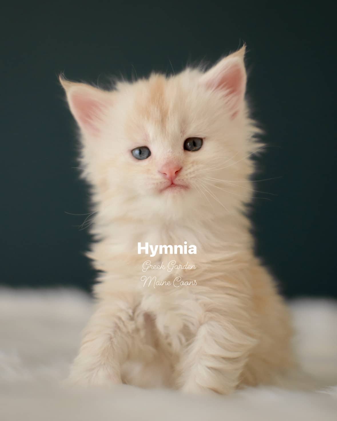 Kittens 28 Greek Garden Hymnia 4 Weeks Old Red Silver Mackerel Tabby Patty Paw Polydactyl Girl