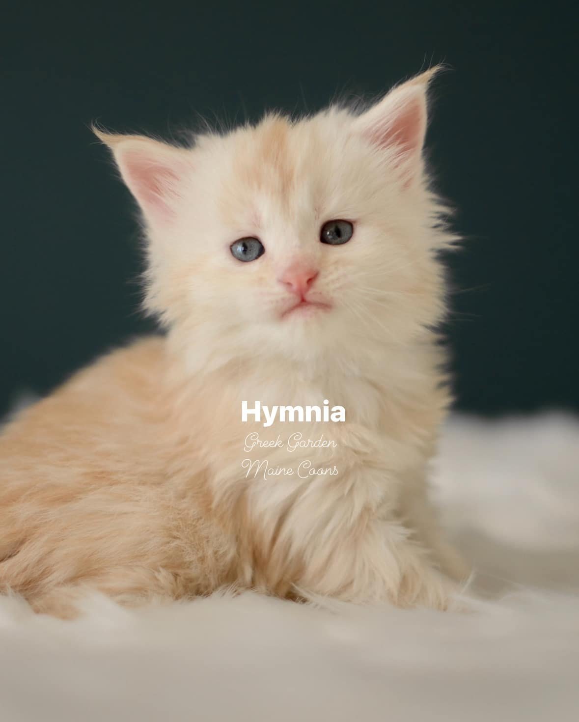 Kitten Application 16 Greek Garden Hymnia 4 Weeks Old Red Silver Mackerel Tabby Patty Paw Polydactyl Girl