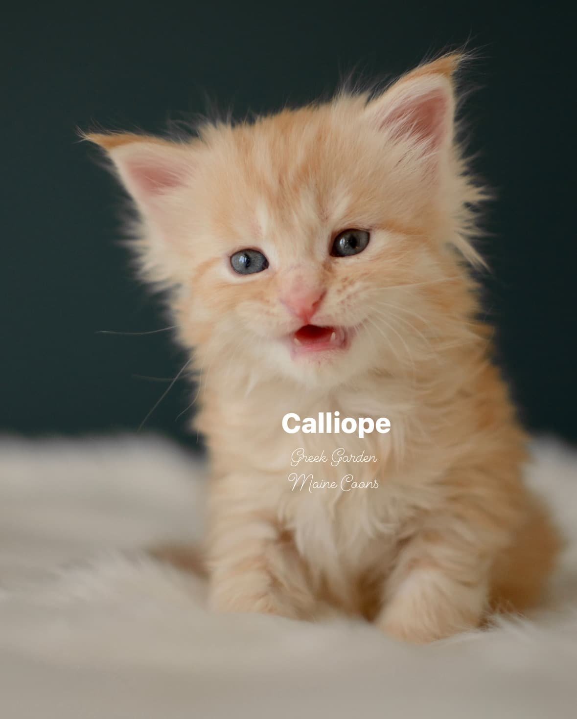 Kitten Application 7 Greek Garden Calliope 4 Weeks Old Red Silver Mackerel Tabby Patty Paw Polydactyl Girl