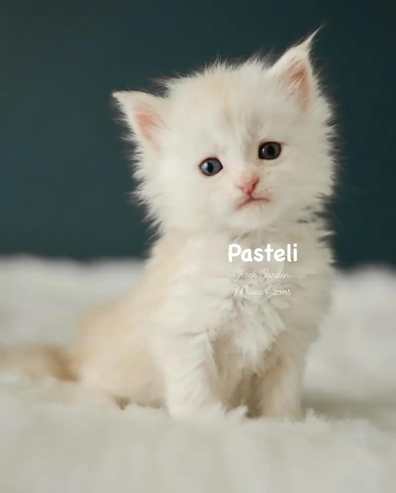 Kittens 11 Greek Garden Pasteli 4 Weeks