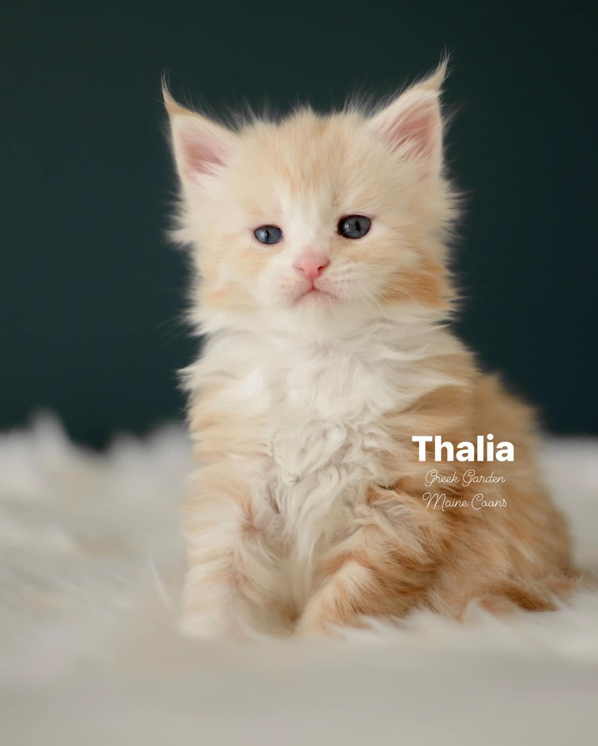 Kittens 37 Greek Garden Thalia 4 Weeks Old Red Silver Classic Tabby Bicolor Girl