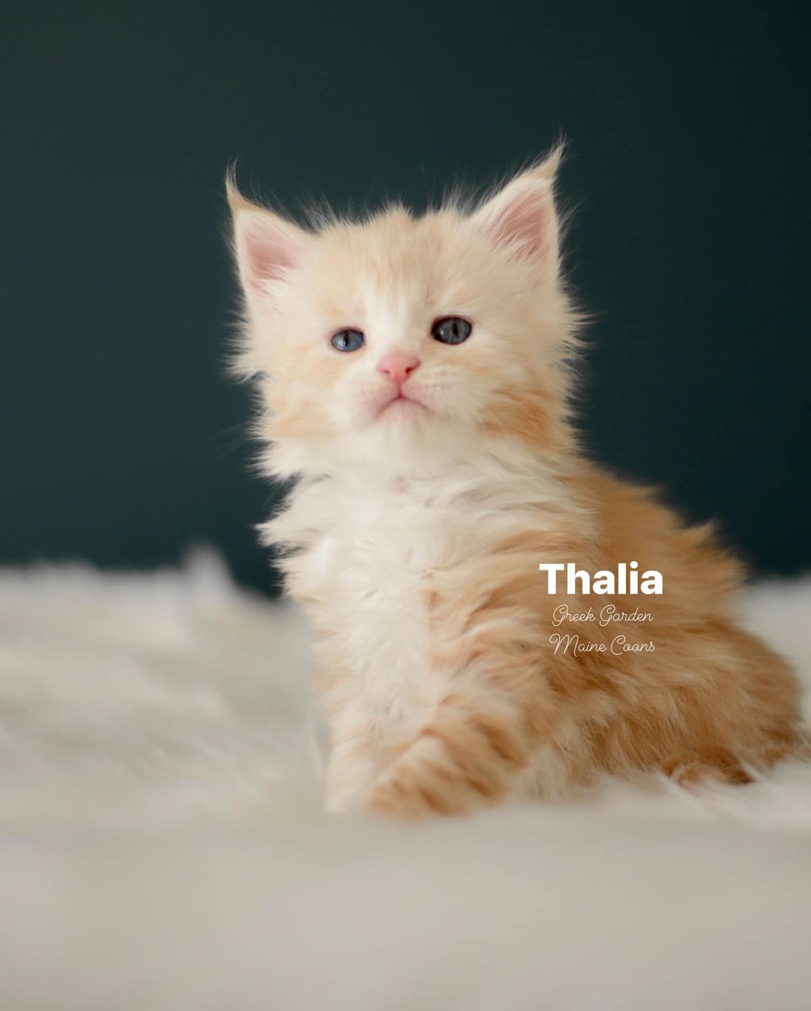 Kitten Application 27 Greek Garden Thalia 4 Weeks Old Red Silver Classic Tabby Bicolor Girl