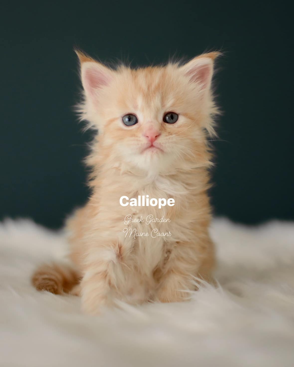 Kitten Application 6 Greek Garden Calliope 4 Weeks Old Red Silver Mackerel Tabby Patty Paw Polydactyl Girl