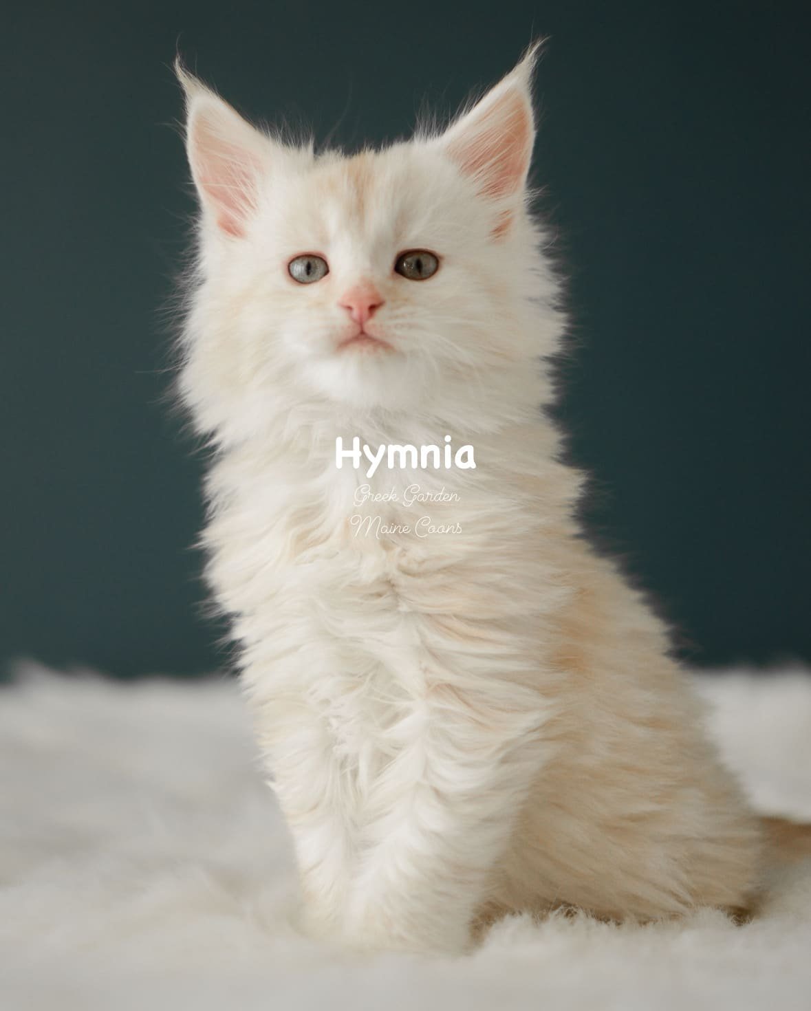 Kittens 25 Greek Garden Hymnia 6 Weeks Old Red Silver Mackerel Tabby Patty Paw Polydactyl Girl