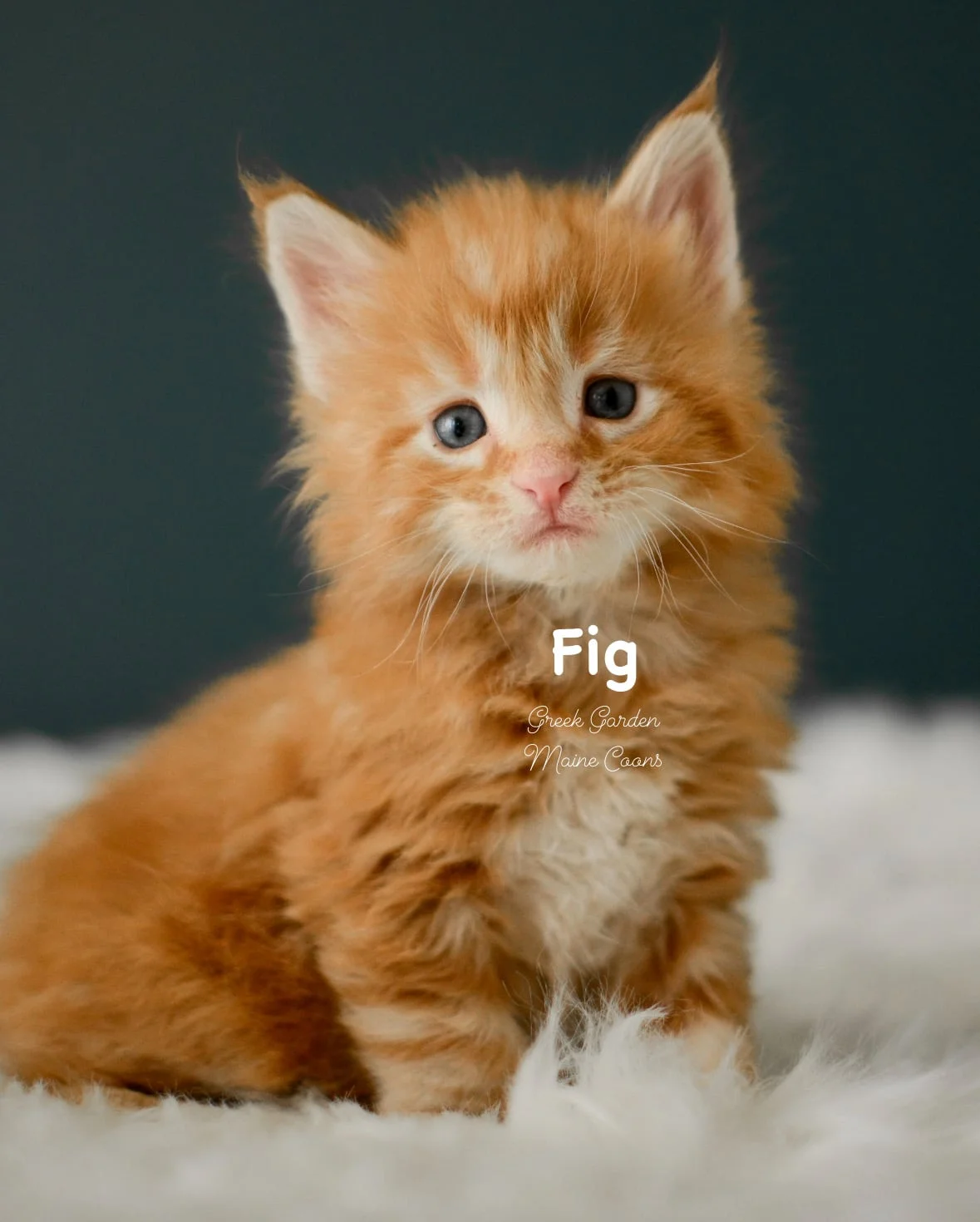 Kittens 6 Greek Garden Fig 4 Weeks