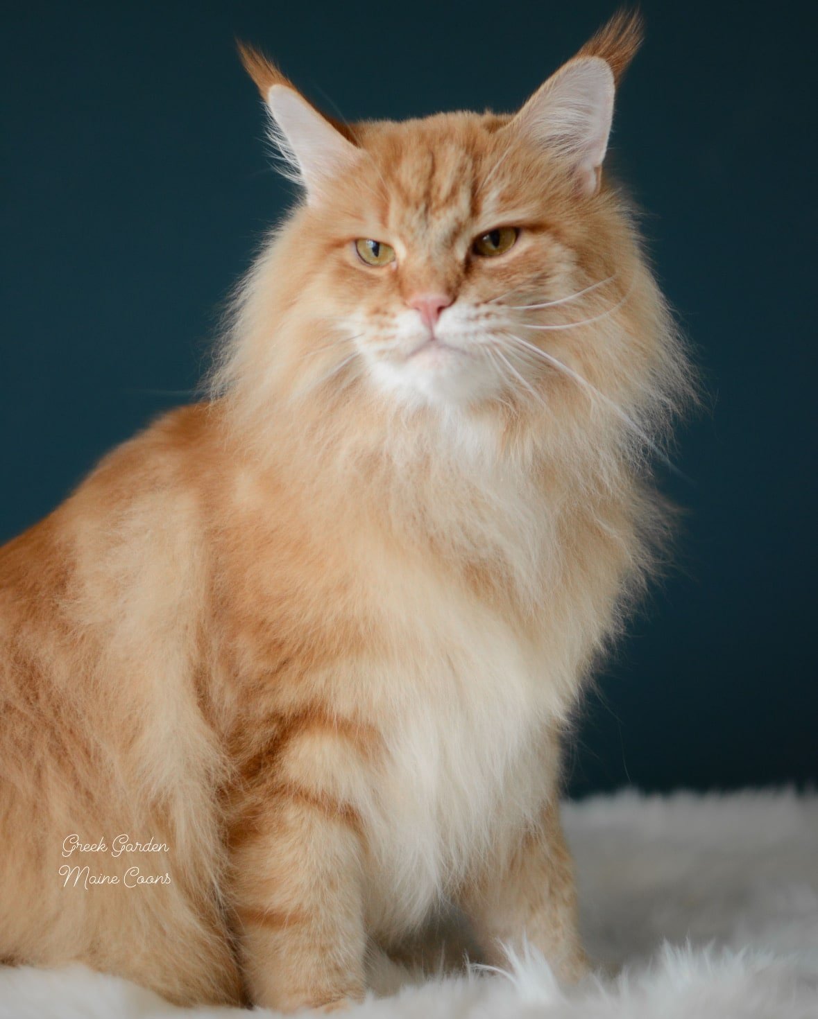 Apollo 4 Greek Garden Apollo Red Classic Tabby Maine Coon 4 Years Old