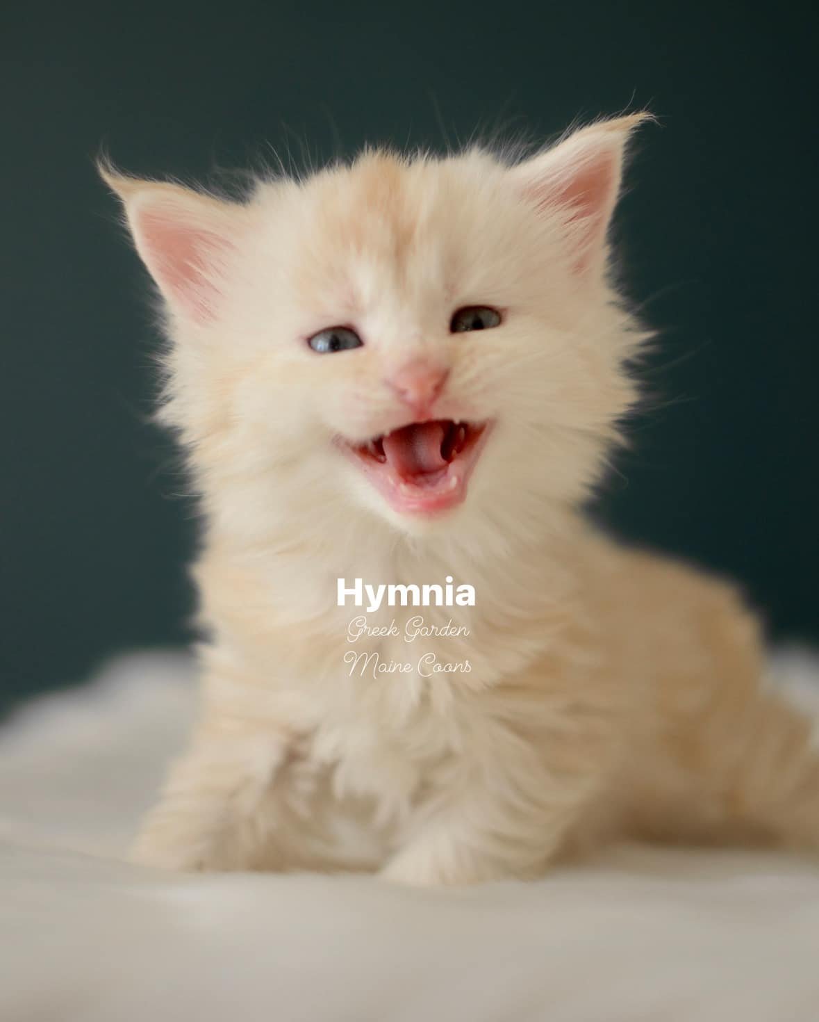 Kittens 27 Greek Garden Hymnia 4 Weeks Old Red Silver Mackerel Tabby Patty Paw Polydactyl Girl