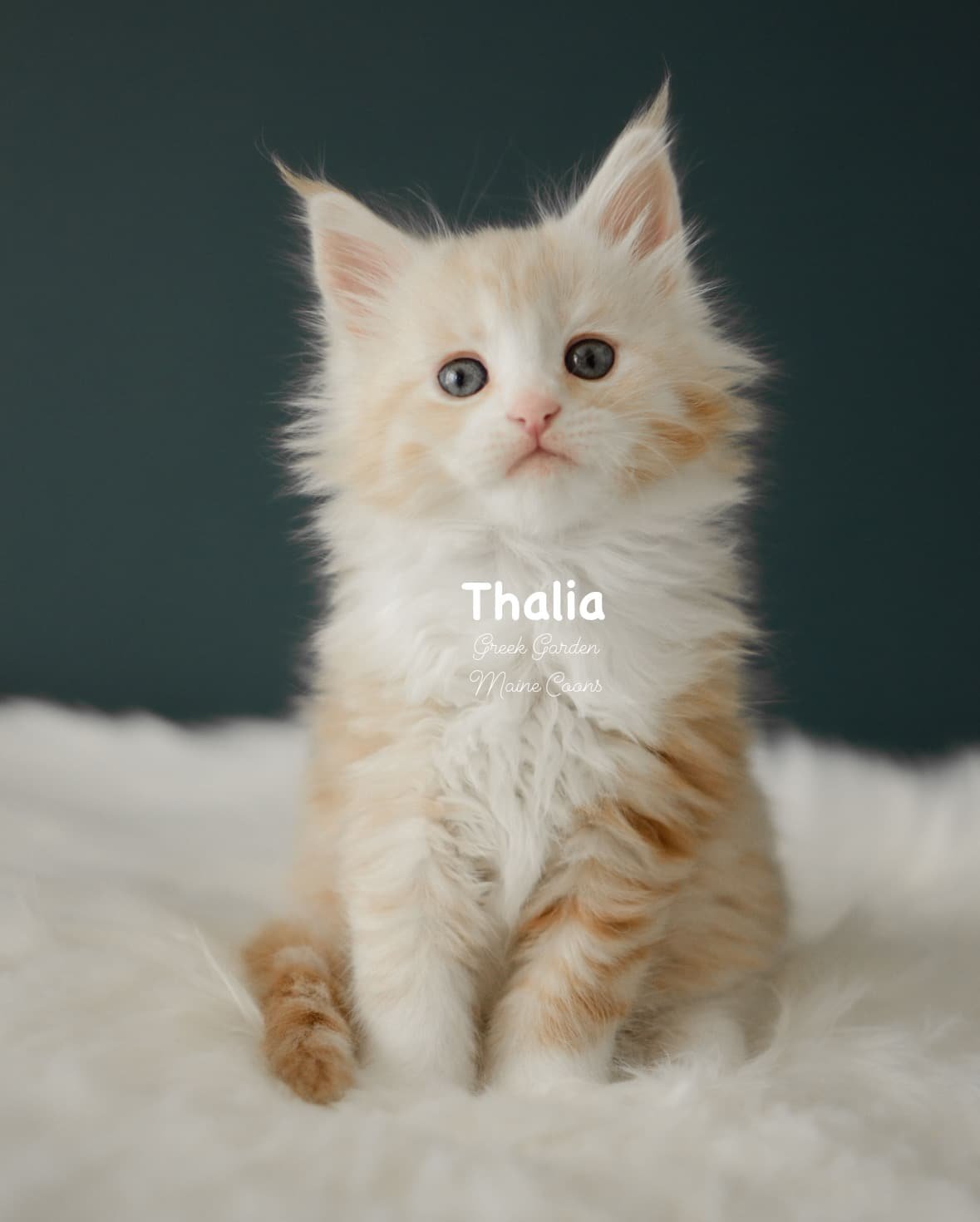 Kittens 34 Greek Garden Thalia 6 Weeks Old Red Silver Classic Tabby Bicolor Girl