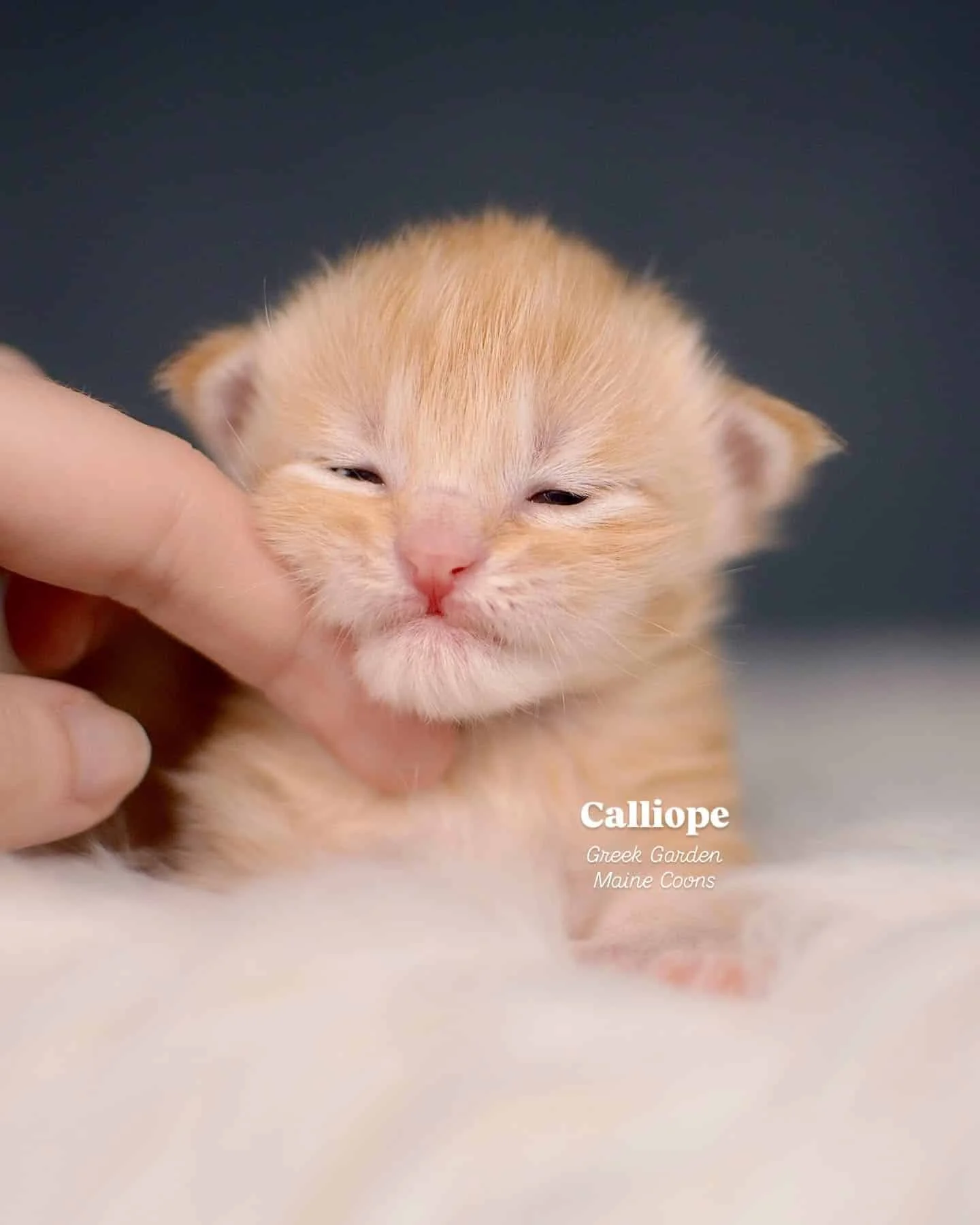 Kittens 20 Greek Garden Calliope 2 Weeks Old Red Silver Mackerel Tabby Patty Paw Polydactyl Girl