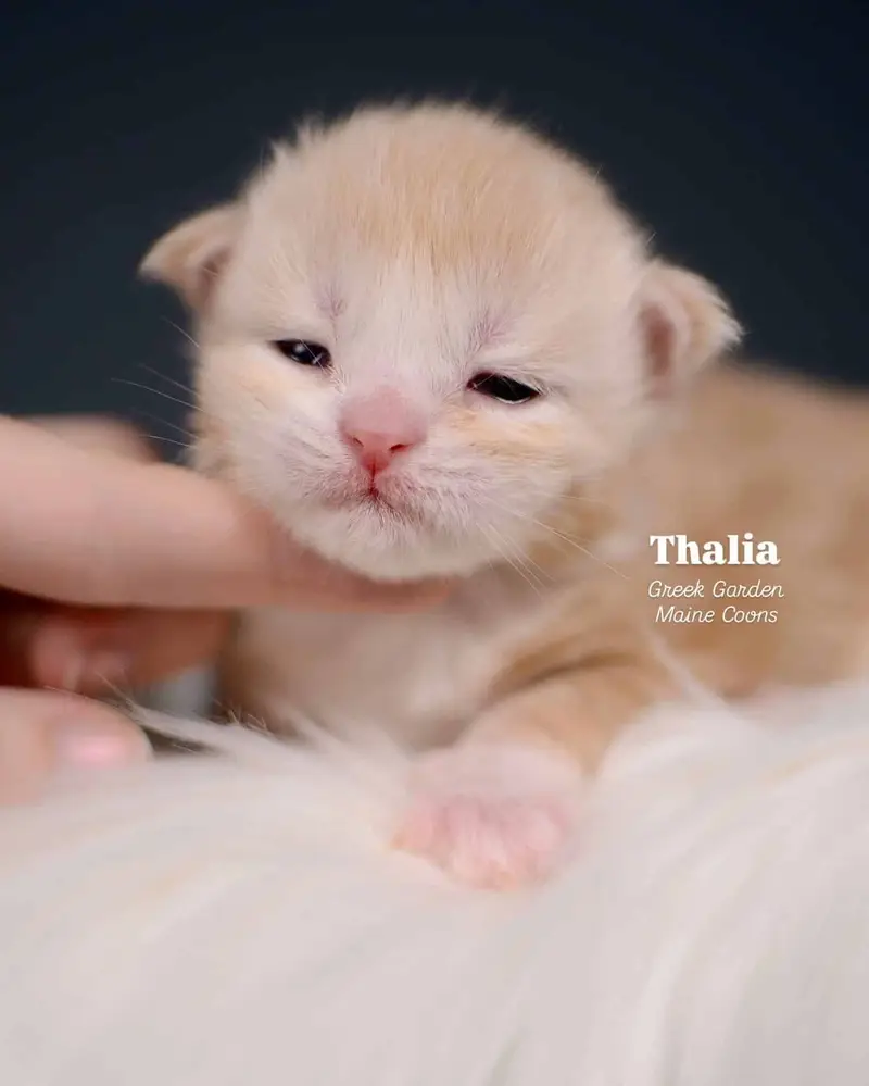 Kittens 38 Greek Garden Thalia 2 Weeks Old Red Silver Classic Tabby Bicolor Girl