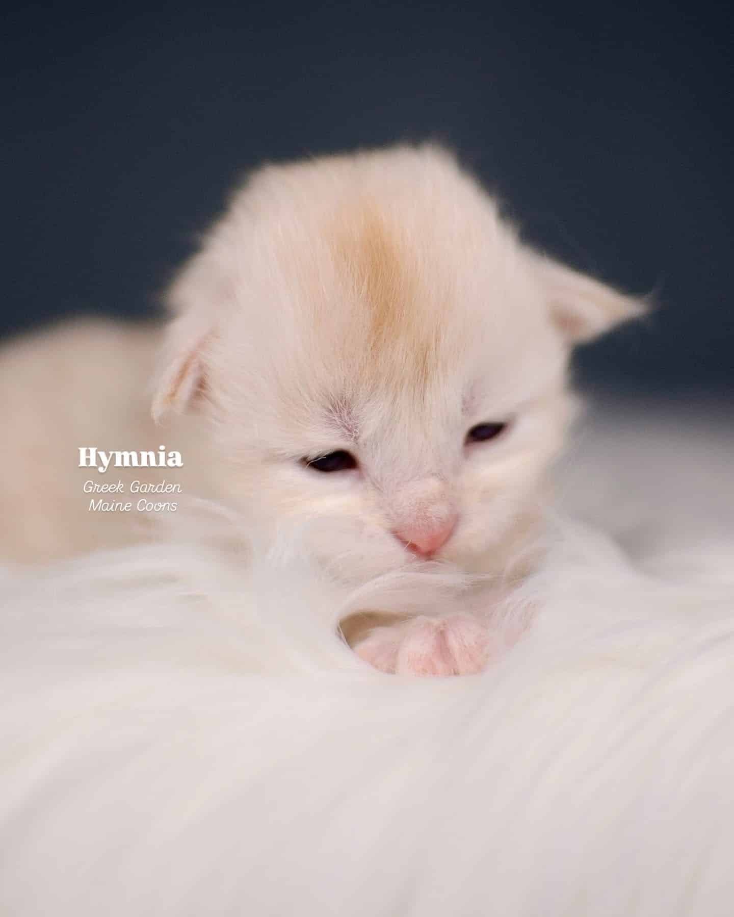 Kittens 29 Greek Garden Hymnia 2 Weeks Old Red Silver Mackerel Tabby Patty Paw Polydactyl Girl