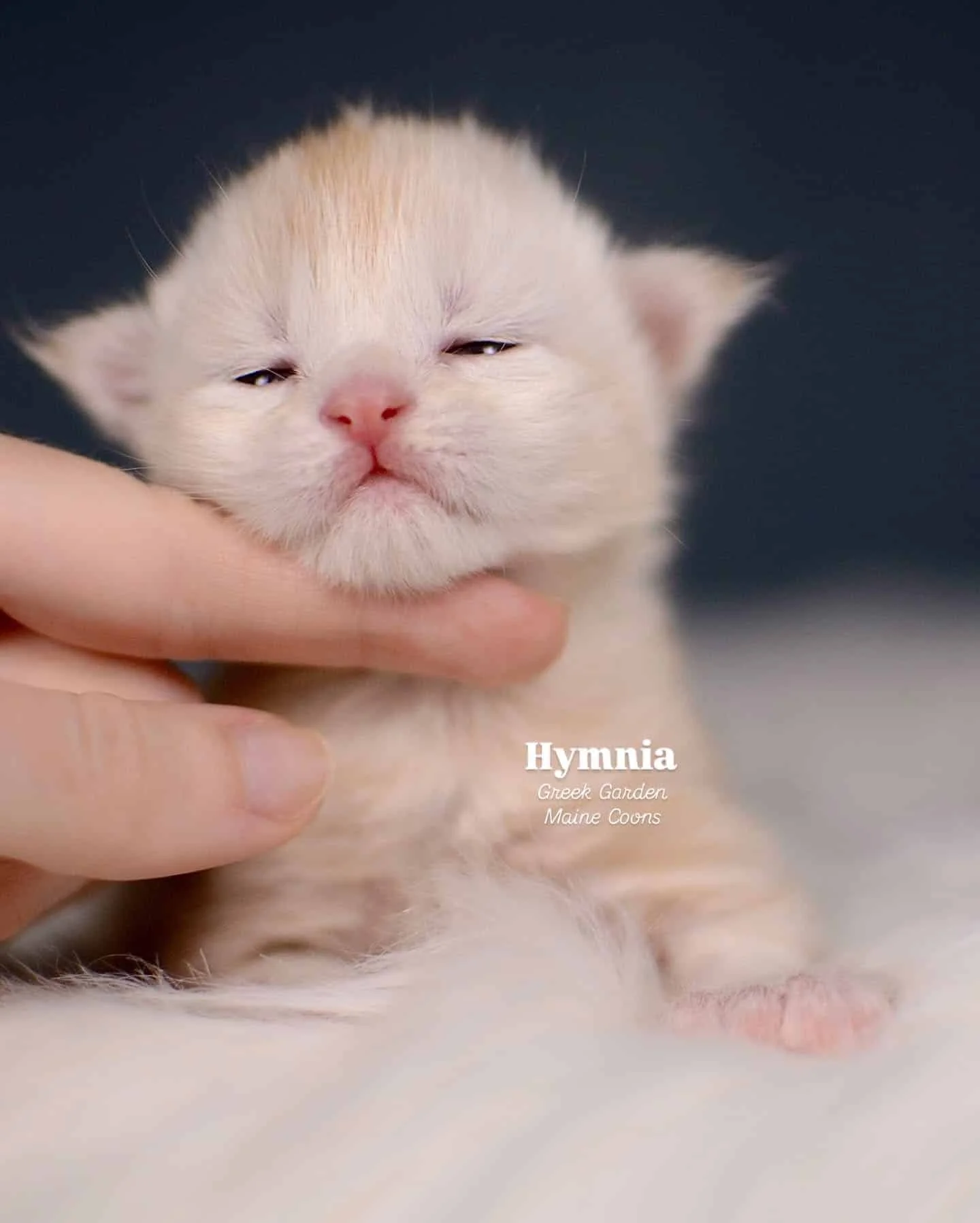 Kittens 30 Greek Garden Hymnia 2 Weeks Old Red Silver Mackerel Tabby Patty Paw Polydactyl Girl