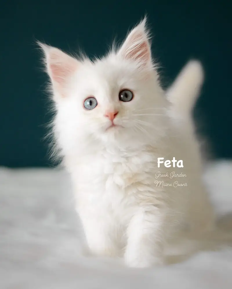 Kittens 9 Greek Garden Feta 8 Weeks