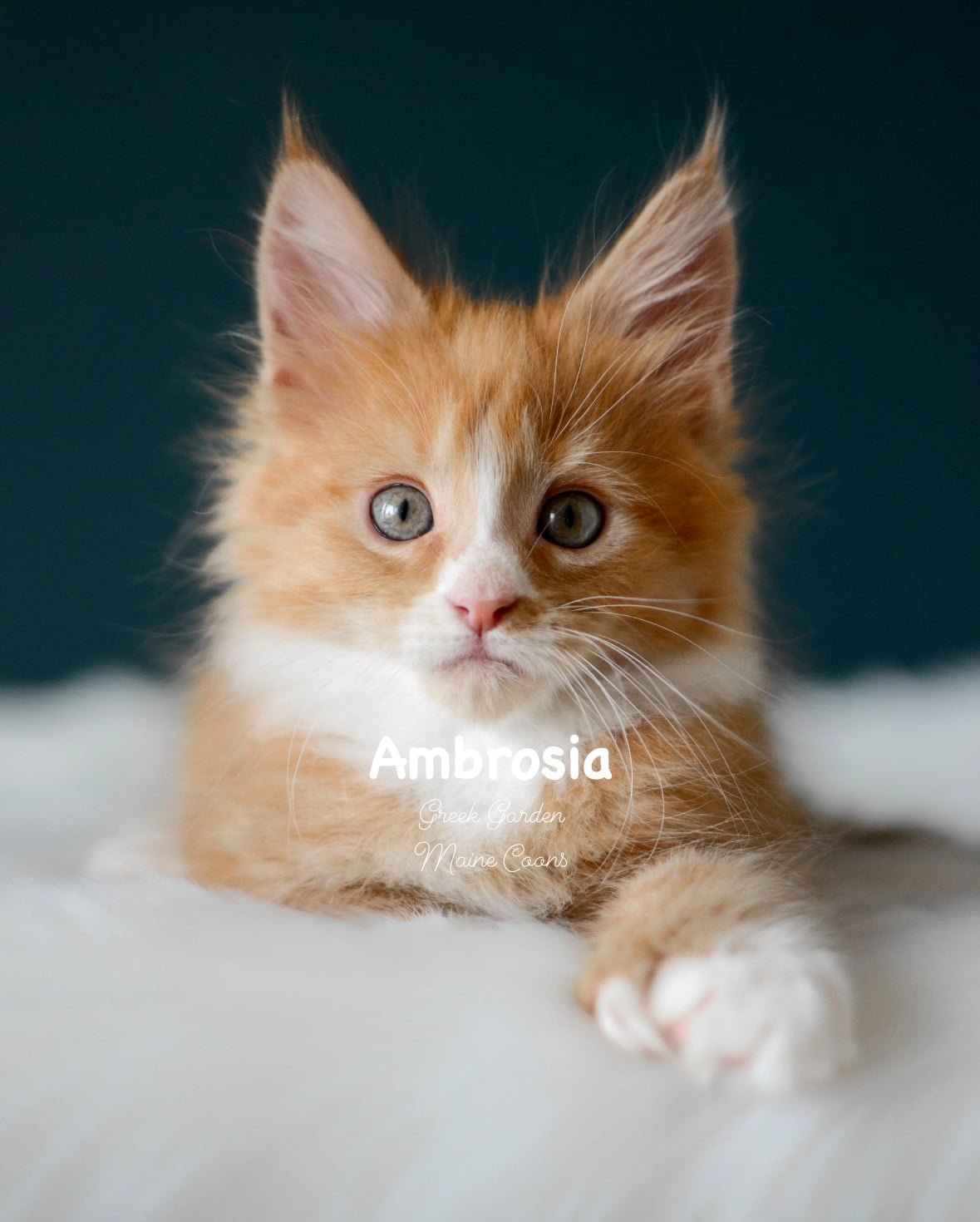 Kittens 1 Greek Garden Ambrosia 8 Weeks