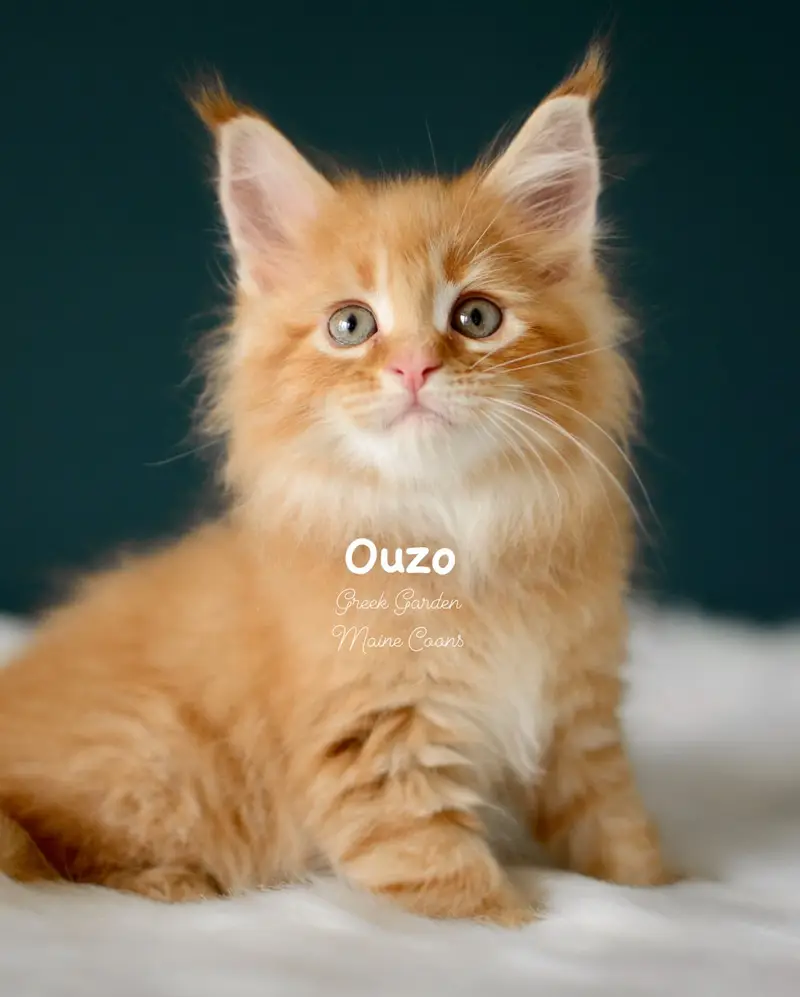 Kittens 22 Greek Garden Ouzo 8 Weeks