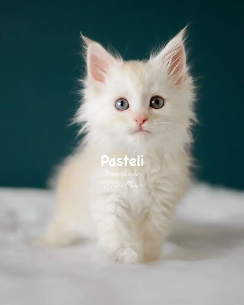 Kittens 26 Greek Garden Pasteli 8 Weeks