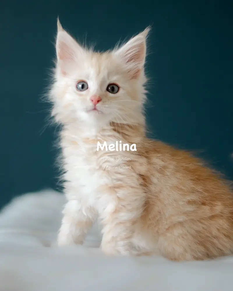 Kittens 20 Greek Garden Melina 8 Weeks