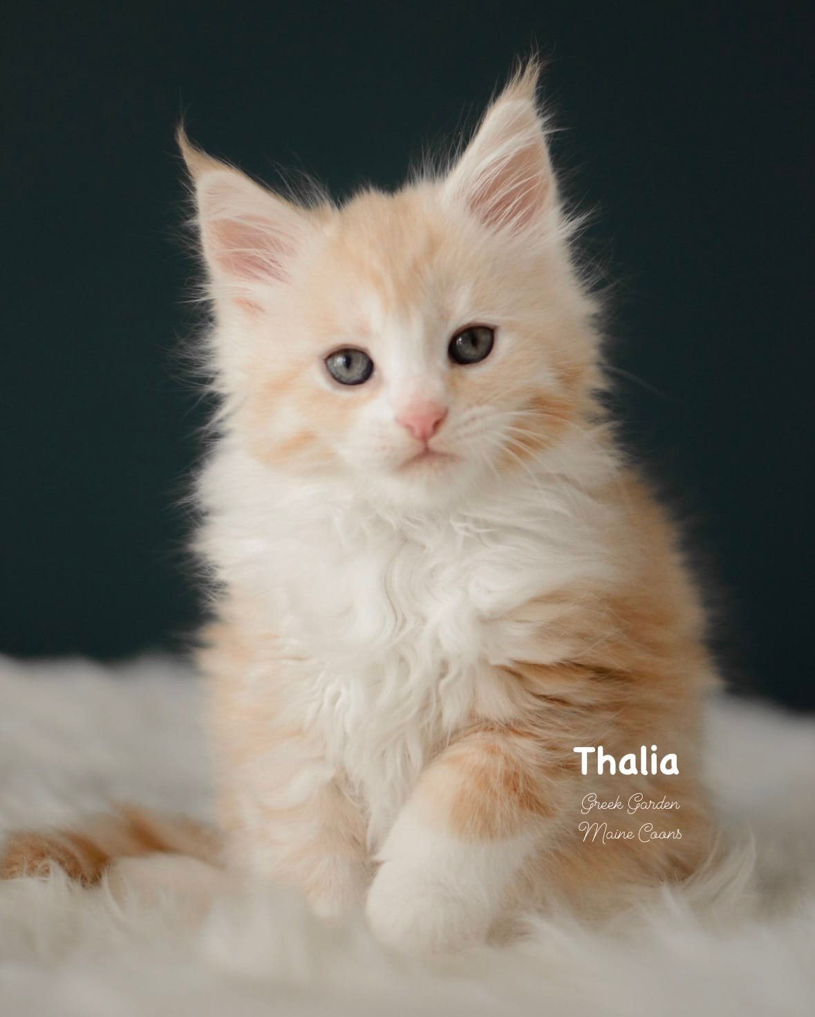 Kittens 33 Greek Garden Thalia 8 Weeks Old Red Silver Classic Tabby Bicolor Girl