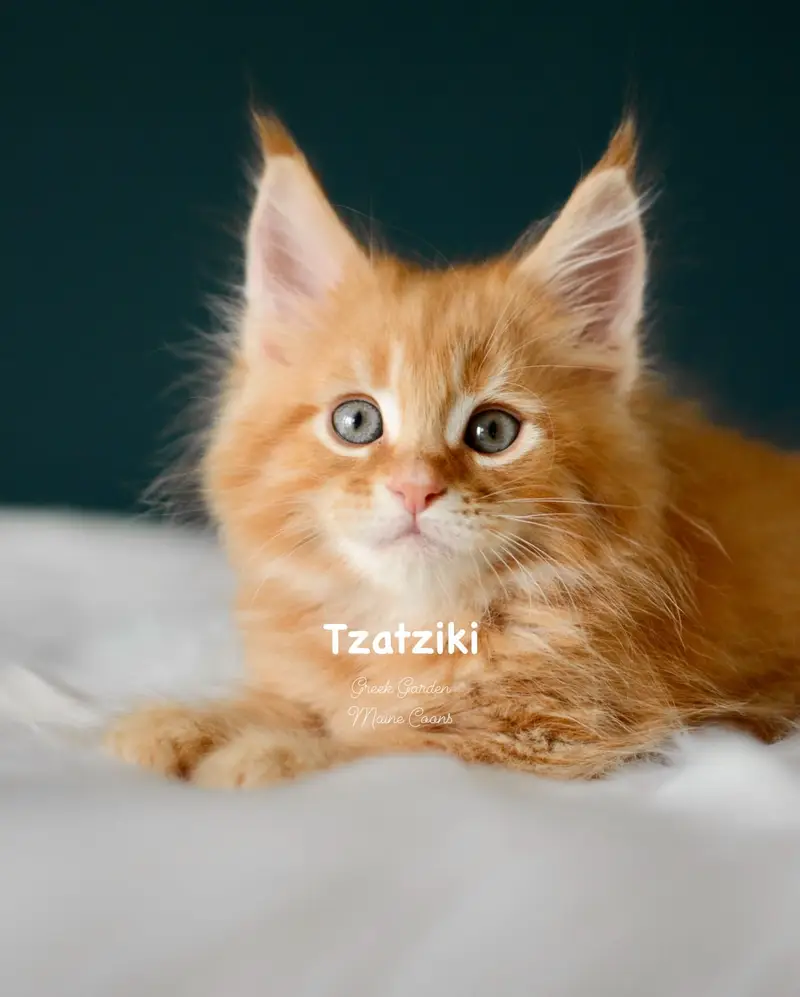 Kittens 31 Greek Garden Tzatziki 8 Weeks