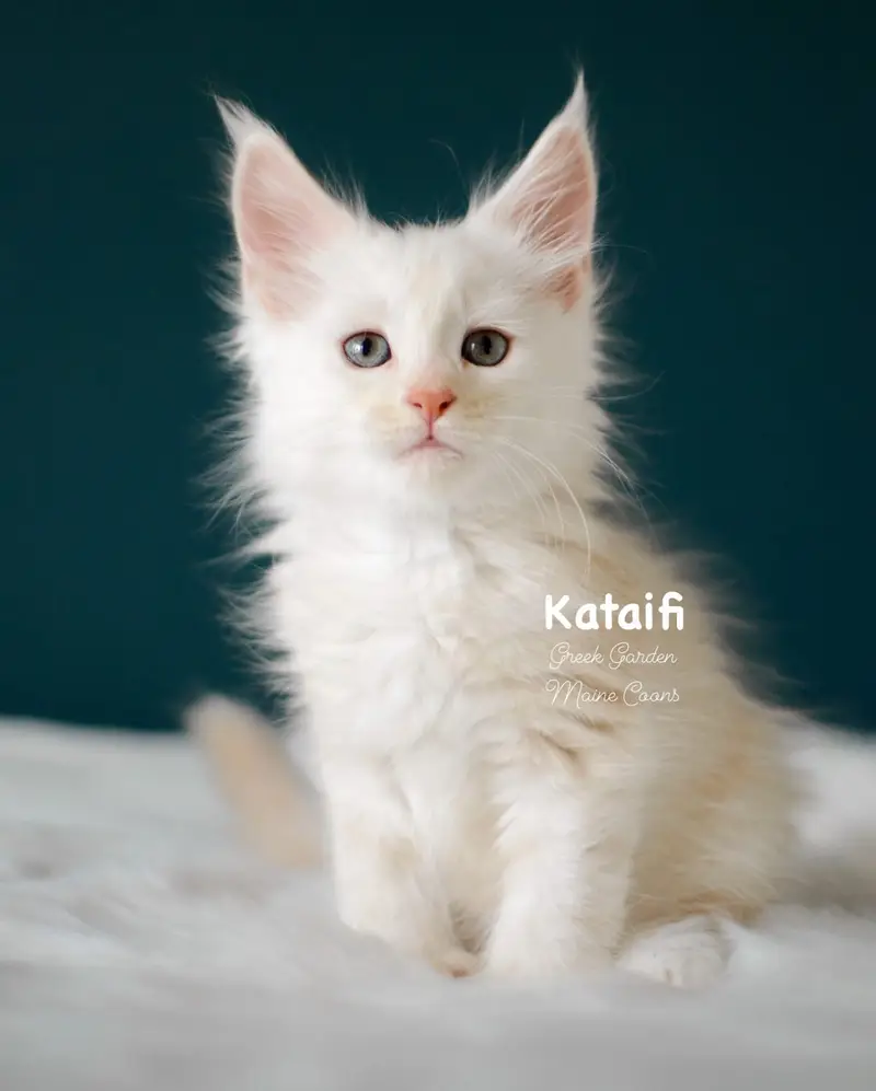 Kittens 15 Greek Garden Kataifi 8 Weeks