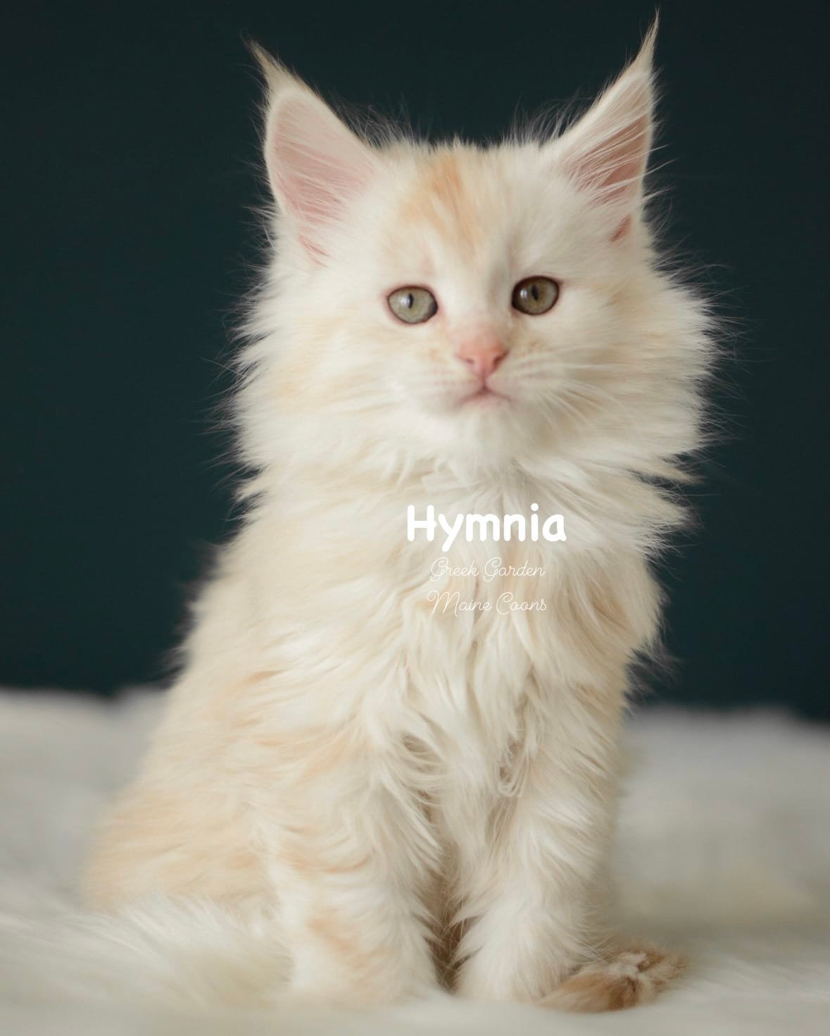 Kittens 24 Greek Garden Hymnia 4 Weeks Old Red Silver Mackerel Tabby Patty Paw Polydactyl Girl