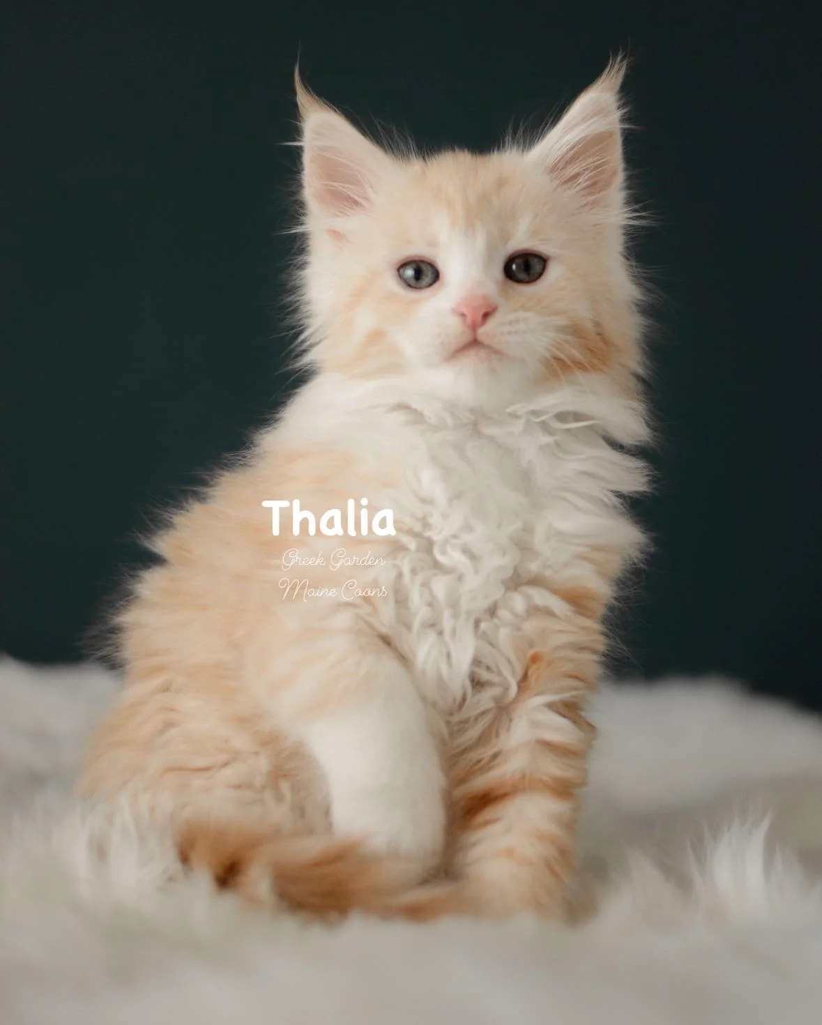 Kittens 31 Greek Garden Thalia 8 Weeks Old Red Silver Classic Tabby Bicolor Girl