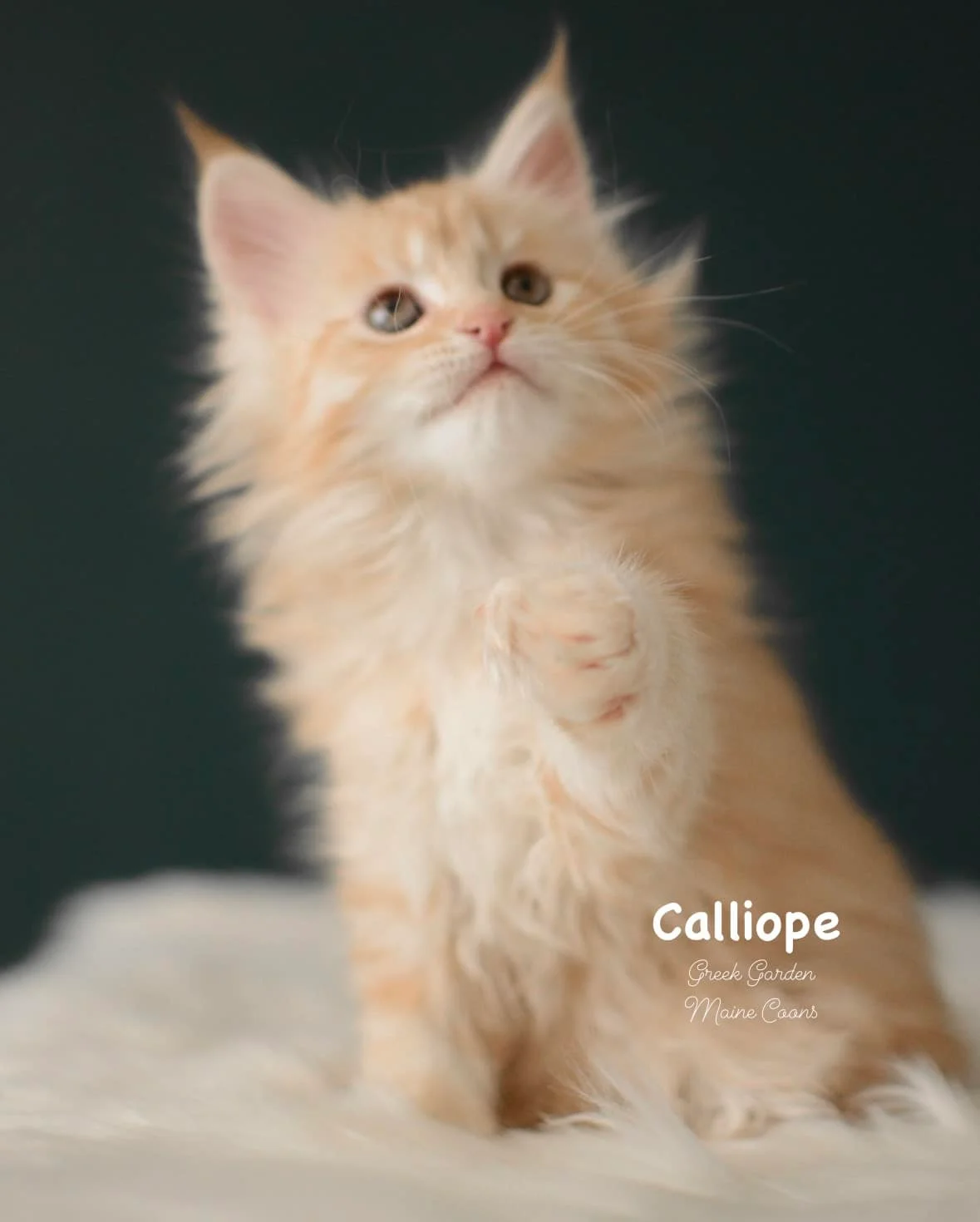 Kittens 16 Greek Garden Calliope 8 Weeks Old Red Silver Mackerel Tabby Patty Paw Polydactyl Girl