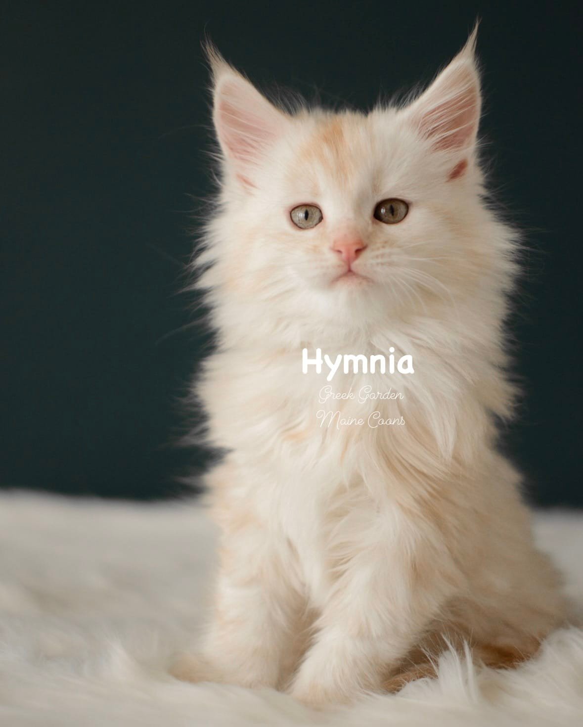 Kittens 23 Greek Garden Hymnia 4 Weeks Old Red Silver Mackerel Tabby Patty Paw Polydactyl Girl