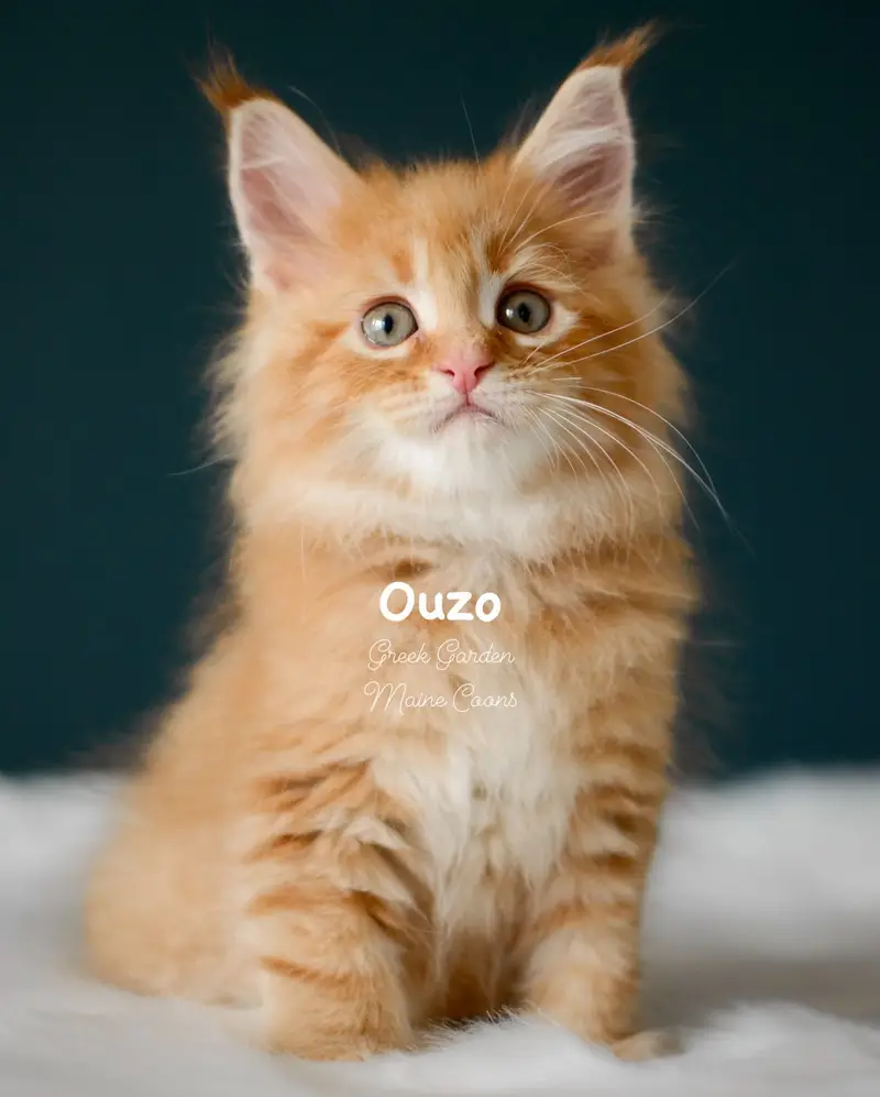 Kittens 23 Greek Garden Ouzo 8 Weeks