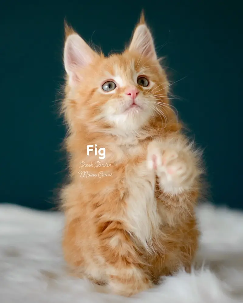 Kittens 13 Greek Garden Fig 8 Weeks