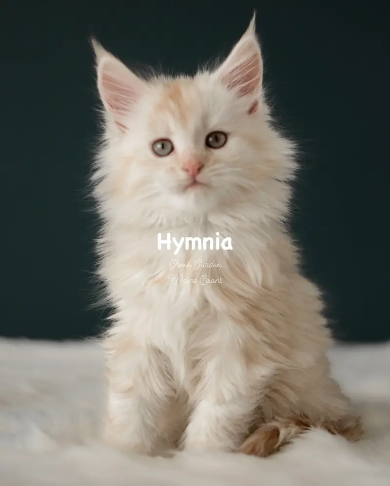 Kittens 21 Greek Garden Hymnia 4 Weeks Old Red Silver Mackerel Tabby Patty Paw Polydactyl Girl