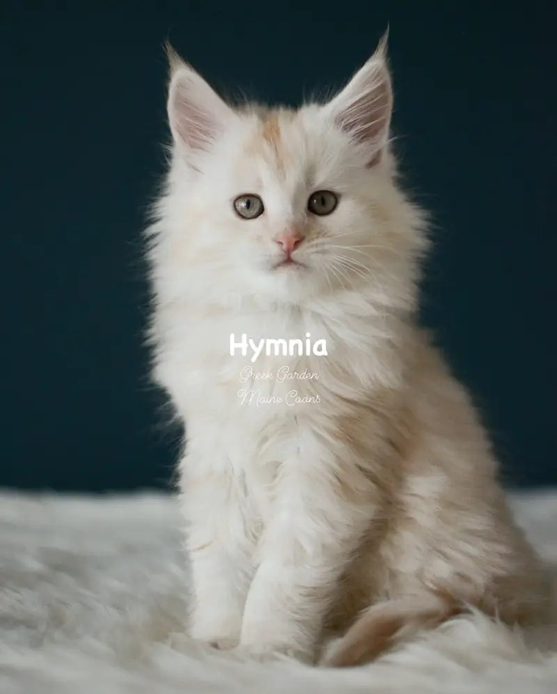 Kittens 22 Greek Garden Hymnia 4 Weeks Old Red Silver Mackerel Tabby Patty Paw Polydactyl Girl