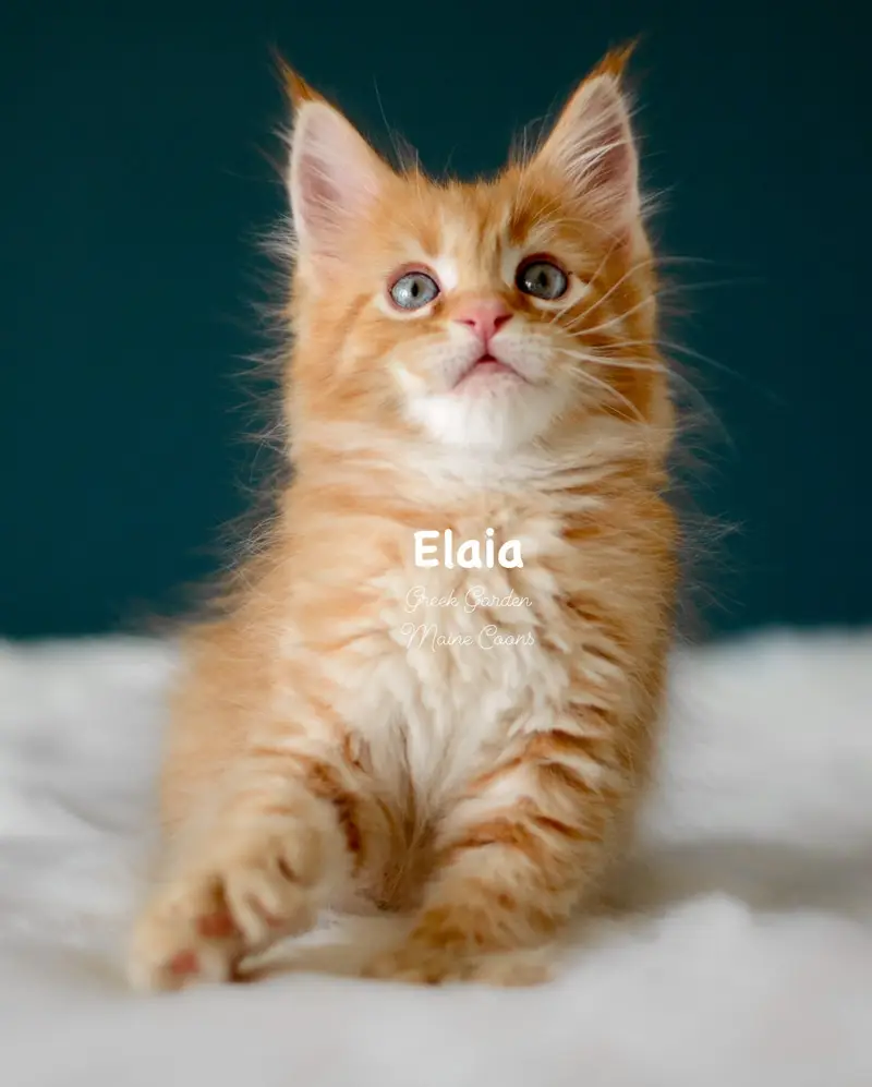 Kittens 5 Greek Garden Elaia 8 Weeks