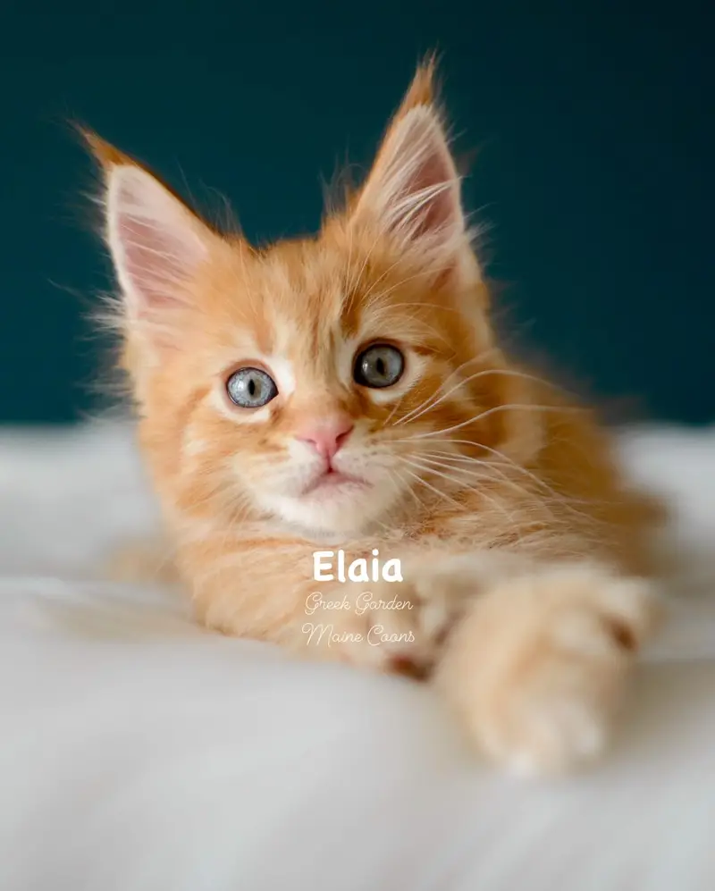 Kittens 6 Greek Garden Elaia 8 Weeks