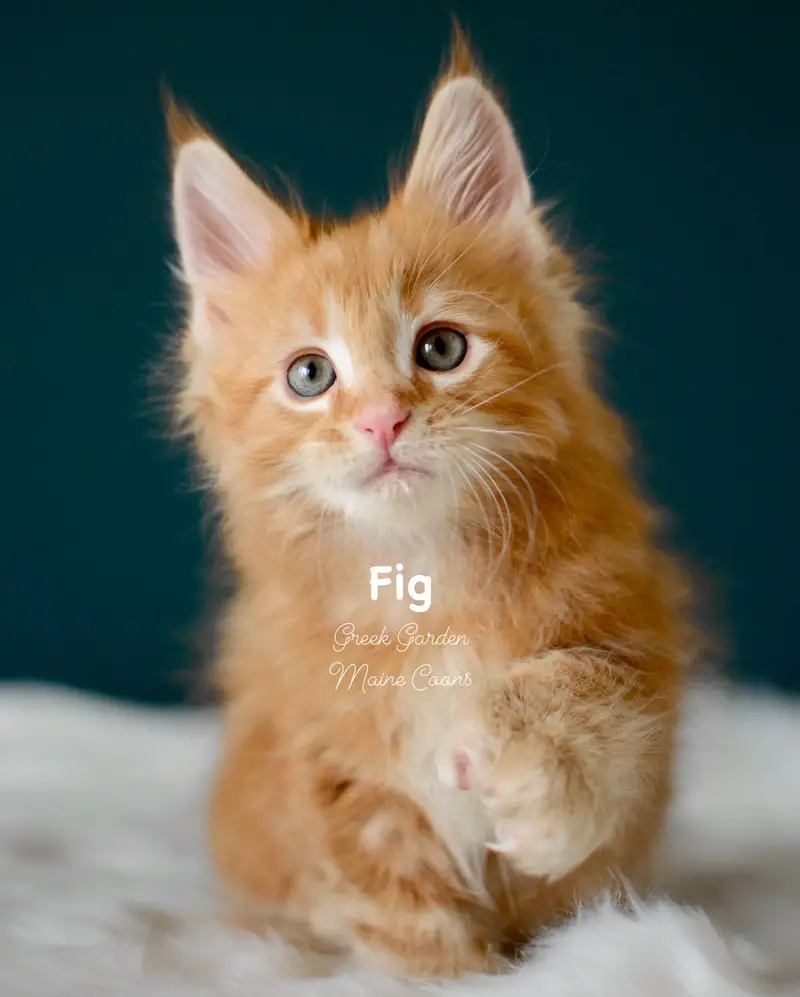 Kittens 12 Greek Garden Fig 8 Weeks