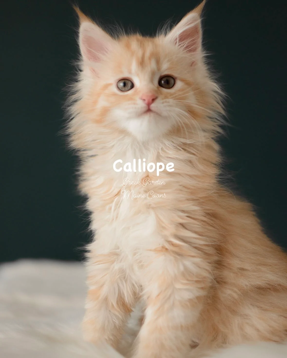 Kittens 15 Greek Garden Calliope 8 Weeks Old Red Silver Mackerel Tabby Patty Paw Polydactyl Girl